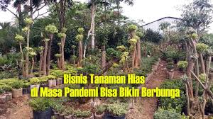 Tanaman hias merupakan tanaman yang digunakan untuk memperindah atau mempercantik lingkungan sekitar. Rekomendasi Jenis Tanaman Hias Yang Populer Di Tahun 2020