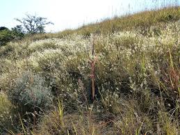 Image result for Melinis nerviglumis