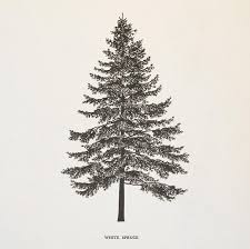 White Spruce Graphic Black White Print Of Line Drawing From 1965 54 Years Old 9 1 4 X 6 1 4 Vintage Print White Spruce Drawings Wedding Logo Inspiration