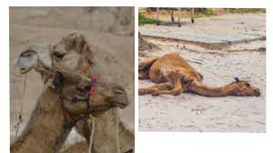 The camp, just feet from city hall, presents a thorny political problem for mayor bill de blasio, who has been criticized by the demonstrators — and by his black supporters — since the george floyd demonstrations started in late may. Petition Killing Of 10 000 Camels In Australia Change Org