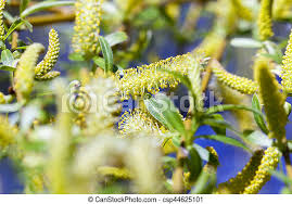 Yellow flowers (summer), medium green foliage. Photo Willow Blossom Photographed Close Up Of Yellow Flowers During Flowering Willow Tree A Small Depth Of Field Canstock