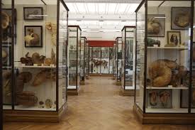 Visite Libre Du Musee Fragonard De L Ecole Veterinaire De Maisons Alfort Journee Du Patrimoine Val De Marne Tourisme