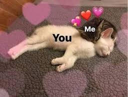 Ne And You I Love You Goruntuler Ile En Komik Fotograflar Cikartma Kedi