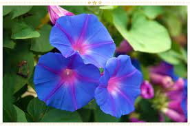 Japanese baby names are gorgeous. 15 Japanese Flower Meanings And Where To Find Them Proflowers Blog