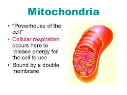 Start studying the bio ch. Cell Types And Organelles The Cell Is Like