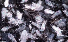 Call the ant removal specialists at orkin today. Summer Arrives And So Does Flying Ant Day But Before You Run Back Indoors Experts Urge You To Help Count The Swarms Daily Mail Online