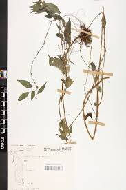 Image result for Pouzolzia guineensis