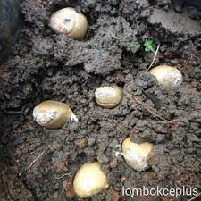 Siram media tanam kemudian demikianlah tata cara budidaya durian langsung menggunakan bijinya. Menanam Durian Lombokceplus
