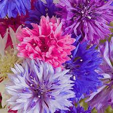 Centaurea Cyanus Polka Dot Bachelor S Button Wildflower Seed