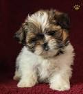 Tiny Toy Malshih (Maltese / Shih tzu ) puppies for Sale in ...