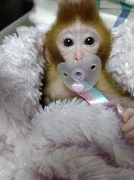 Squirrel Monkey Praying Hands Stock Image