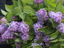 Dianthus pink kisses is a fantastic little plant, producing hundreds of lovely clove scented flowers every year. The Miracle Of Lilac Long Living Sweet Smelling And Very Easy To Grow