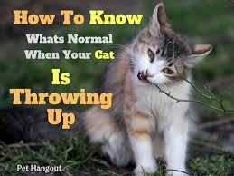 How To Know Whats Normal When Your Cat Throws Up Cat Throwing Up Cats Throwing Up