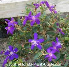 23.10.2020 · blanket flowers can grow anywhere in florida because they tolerate heat, sandy soils, and high salt levels. Tibouchina Lepidota Bush Wife Images Pictures Tibouchina Lepidota Andean Princess Flower Glory Bush