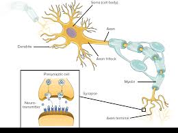 overview of neuron structure and function article khan