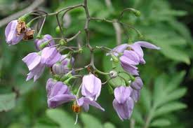 Image result for Solanum seaforthianum