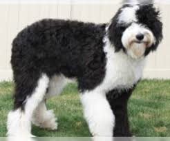 When these awesome creatures are injured or killed, their babies can be alive and well in mamas pouch! Sheepadoodle Puppies For Sale In Ohio Usa Page 1 10 Per Page Puppyfinder Com