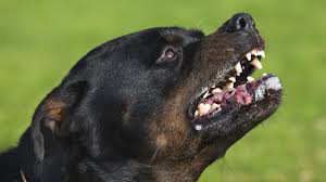 Mein name ist rüdiger weiß und ich freue mich über ihren besuch auf meiner internetseite. Kind Nach Hundeattacke Schwer Verletzt Br24