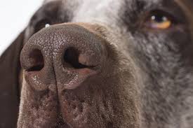 Pin On Dogs 3