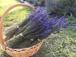 Timoo dried lavender bundles 100% natural dried lavender flowers for home decoration, photo props organic lavender flowers dried | perfect for tea, baking, lemonade, diy beauty, sachets & fresh butterfly craze artificial lavender plant with silk flowers for wedding decor and table. 5 Awesome Ways To Use Dried Lavender Bunches Nz Lavender Farm Lavender Backyard Garden