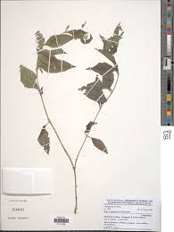 Image result for Lipotriche scandens