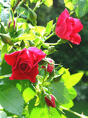 Maybe you would like to learn more about one of these? Midwest Gardening Rose Index