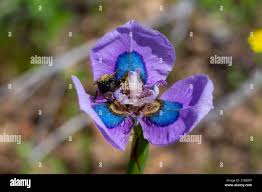 Image result for Moraea bella