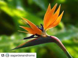 Bird Of Paradise Plant Leaves Curling Pin On From Instagram