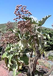 Image result for Kalanchoe hametiorum