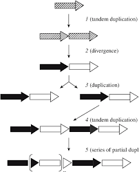 Maltase, enzyme that catalyzes the hydrolysis of the disaccharide maltose to the simple sugar glucose. Evolution Of Maltase Glucoamylase And Sucraseisomaltase Genes Gene Download Scientific Diagram