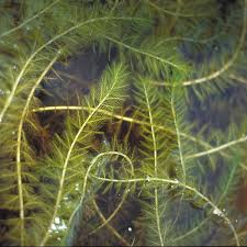 Now specific results from your searches! Myriophyllum Spicatum Clarenbridge Garden Centre