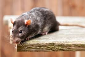 Call a pest control professional if you encounter a norway rat. How To Get Rid Of Rats In Your Home Bug House Pest Control