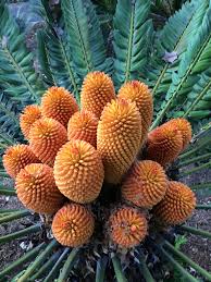 Image result for Encephalartos schmitzii