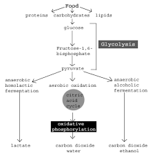 sparknotes glycolysis introduction