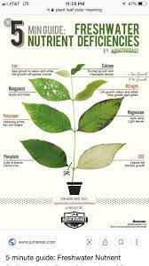 Only Screen Shot Link Doesn T Work Plant Leaves Plant Deficiencies Plants