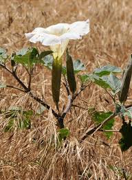 Image result for Datura
