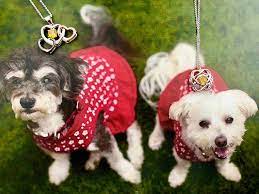 This Company Turns Your Dog S Ashes Into Diamonds Wedding Jewellery Inspiration Pet Ashes Beautiful Diamond Earrings