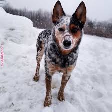 The australian cattle dog is not your everyday dog. Australian Cattledog Dog Breed Information Popular Pictures Blue Heeler Dogs Austrailian Cattle Dog Cattle Dog