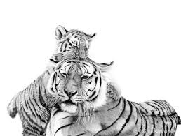 Black And White Baby Tiger Pictures Graphite Drawings Pencil Drawings Of Animals Graphite Drawings Animal Sketches