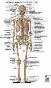 There are more than 30 muscles in your face. Ethiopian Modern And Classic Cupping Treatment How Many Bones And Muscles In The Human Body Number Of Bones 206 Number Of Muscles 639 Number Of Kidneys 2