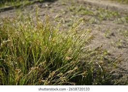 Image result for Juncaceae