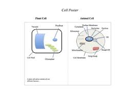 We did not find results for: All About Cells Drawing Cells Poster Grade 7 Life Science Tpt