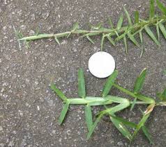 We did not find results for: Centipedegrass Vs St Augustine Grass Walter Reeves The Georgia Gardener Think I Have Centipede Grass Centipede Grass Grass Care St Augustine Grass Care