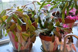 Their beautiful flowers, long bloom time, and easy care requirements make them a wonderful plant. Easter Cactus Gardening Nirvana