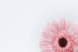 Download, share or upload your own one! Pink Daisy Pictures Download Free Images On Unsplash
