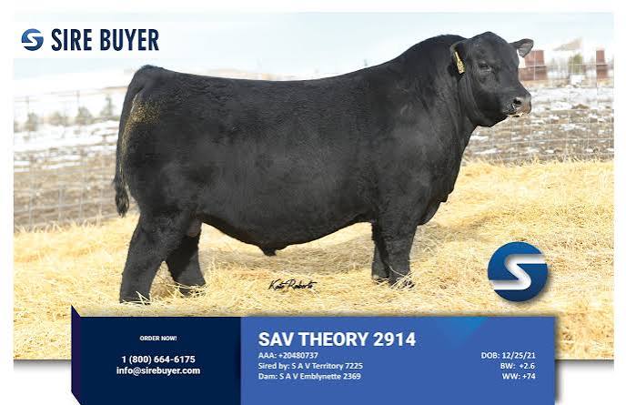 S A V Theory 2914 | SIRE BUYER