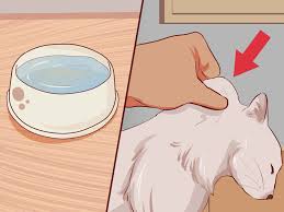 Looking for the best cat food for sensitive stomach diarrhea? How To Stop Your Cat S Diarrhea 10 Steps