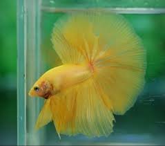 Pin On Fish Friends