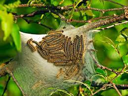 The Eastern Tent Caterpillar Malacosoma Americanum