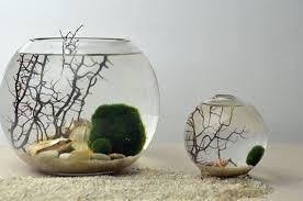 Moss Ball Online Moss Ball Aquarium Marimo Moss Ball Marimo Terrarium